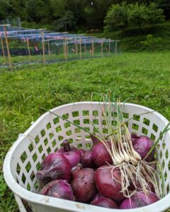 農地の開拓　新たまねぎが大好評です！