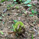 台風で落っこちた栗の中身は・・・