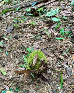 台風で落っこちた栗の中身は・・・