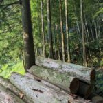 里山整備　倒木の伐採🌲🪚