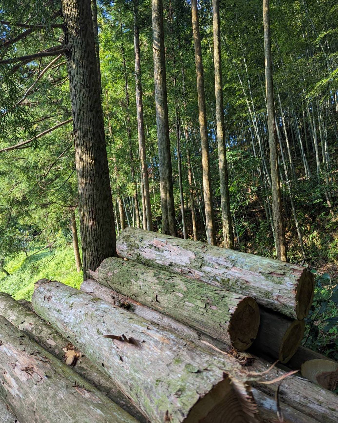 里山整備　倒木の伐採🌲🪚