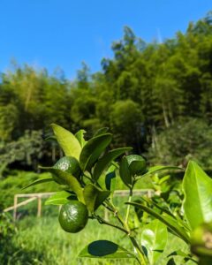 シークワーサー&ユズ　柑橘がたくさん育ってます！