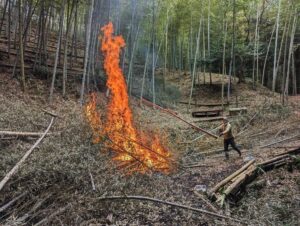 雨の後は間伐した竹の枝葉を焼いていきます