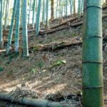 竹林の葉っぱをかいてタケノコ準備！