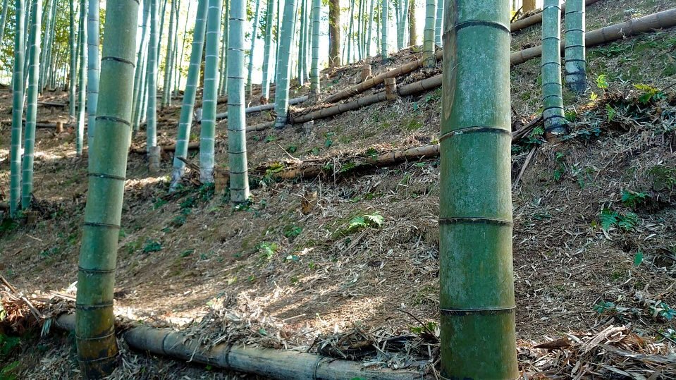 葉っぱかき林床に積もった竹の葉っぱをかいてます葉っぱは保湿の役割があるので、普段はかかってた方がタケノコの成長には良いのですが、そのままだとタケノコが生えてくる時の地面の割れ目が見えませんそろそろシーズンインなので、葉っぱかいていきますよ〜さっそくストーリーズにあげたような良い感じのが掘れました#竹 #竹林 #竹林整備 #森林 #forest #林業 #bamboo #たけのこ #タケノコ #筍 #筍姫 #徳島 #阿南 #自然 #nature #自然好きな人と繋がりたい #たのしい #阿波たけのこ農園