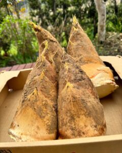 たけのこ成長中 いい筍姫が出てきています！