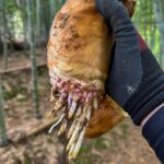今年もナウシカ感あるたけのこの季節になってきました!