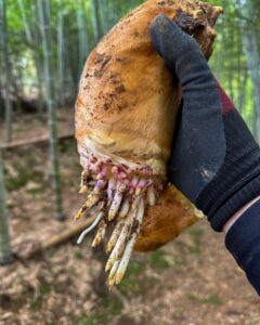 今年もナウシカ感あるたけのこの季節になってきました！