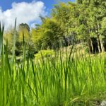 こどもの日　菖蒲すくすく育っています！