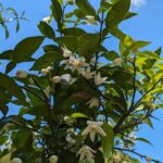 柑橘たちの花がたくさん咲いています！