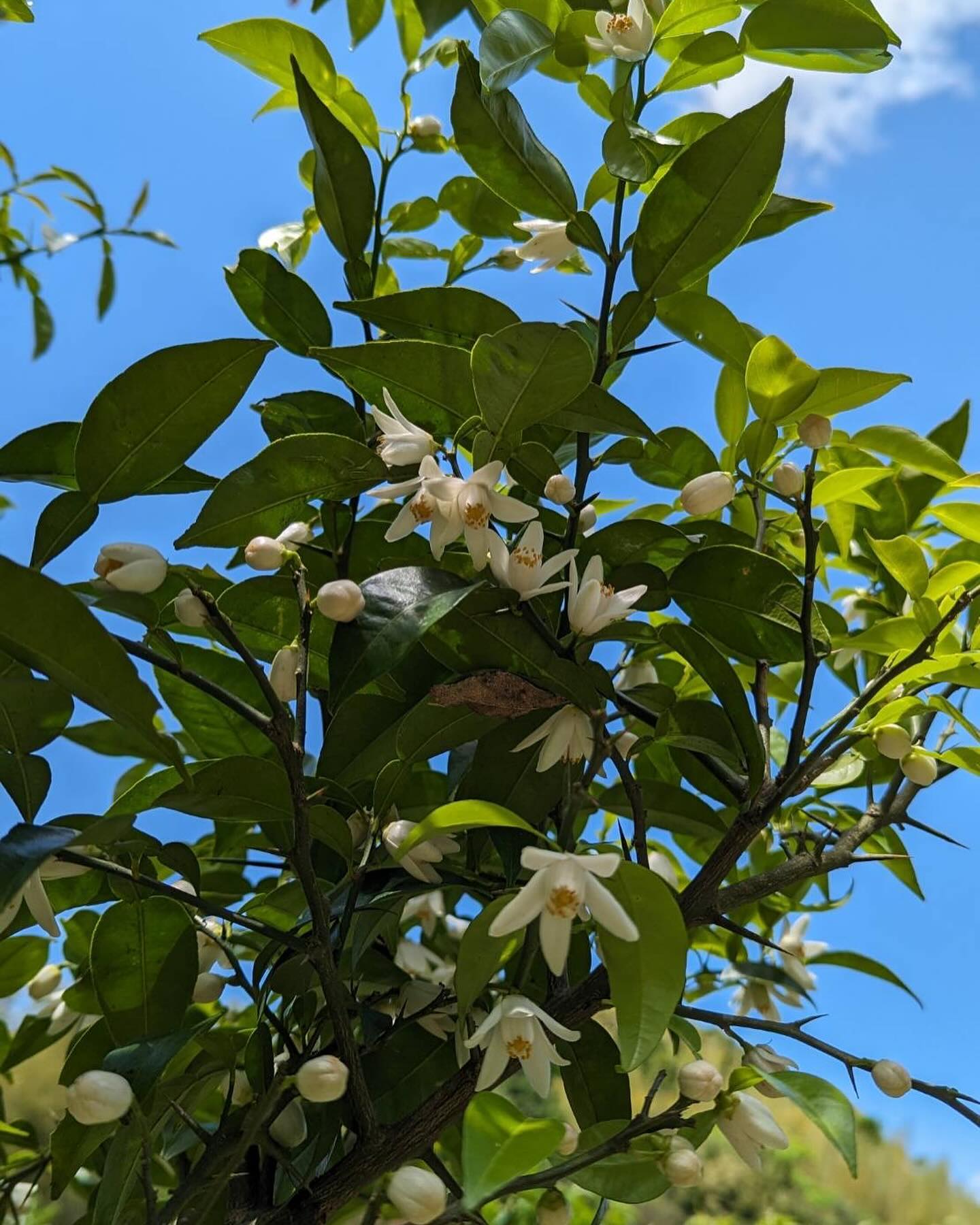 柑橘たちの花がたくさん咲いています！