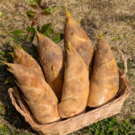 2026年たけのこシーズンはじまりました！