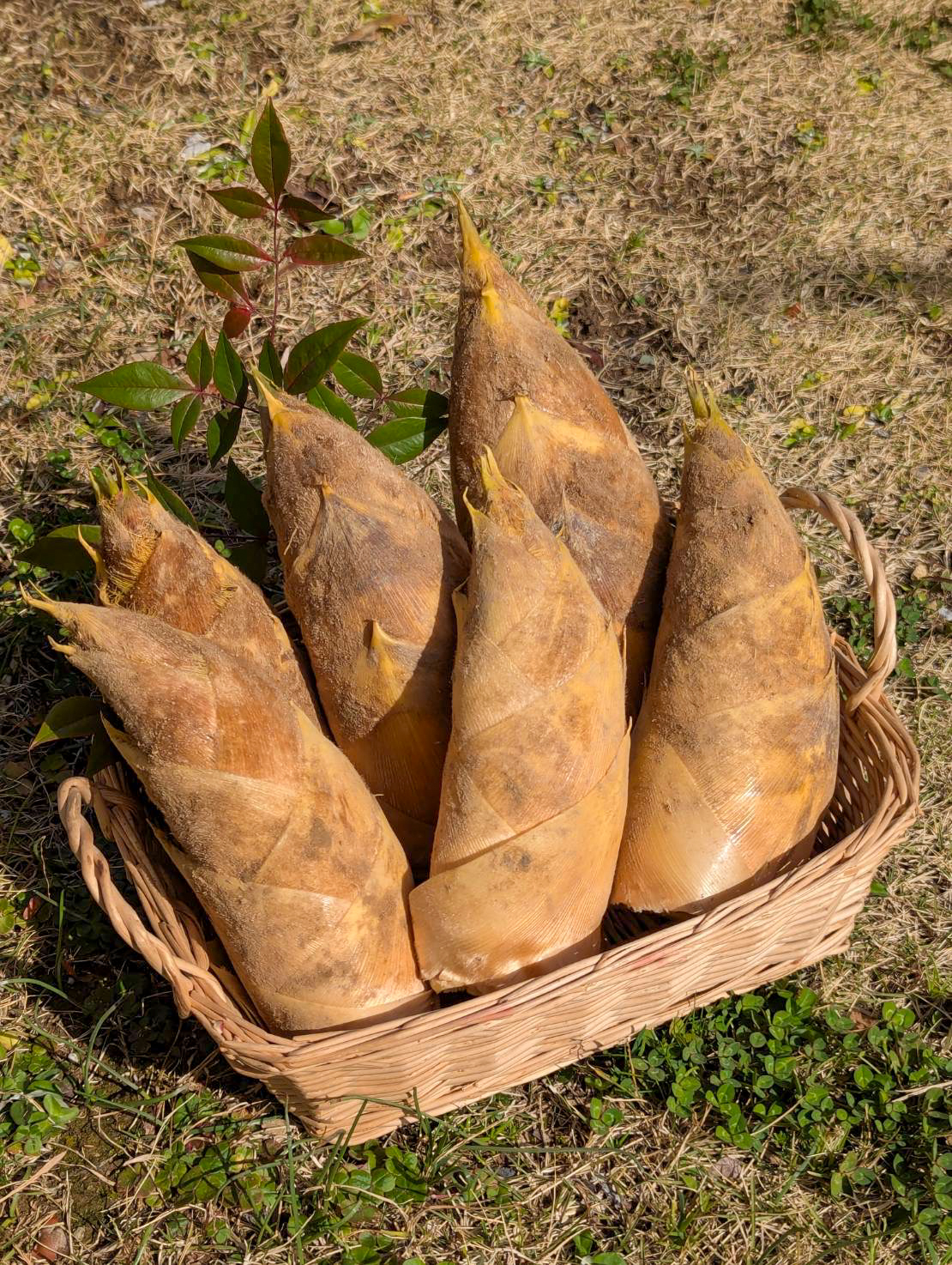 2026年たけのこシーズンはじまりました！